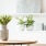 Potted plants on small table inside a spacious 1-bedroom apartment in Washington DC