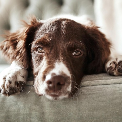 A dog laying inside pet-friendly DC apartments - Pinnacle Apartments